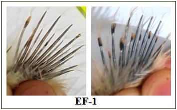 Bang et al. : Characteristics of Feathering in Early- and Late-Feathering KNC 159 Fig. 3.