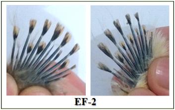EF-1 and EF-2 are early-feathering types, and LF-Less, LF-Scant, LF-Equal and LF-Reverse are late-feathering types.
