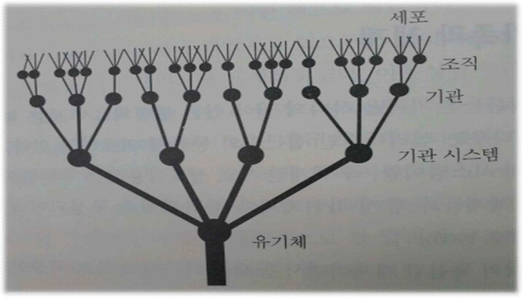 [ 그림 2-1.] 생명체의다양한수준을나타내는시스템나무 ( 가족치료이론과기법, p.72) 4. 주요개념 1) 가족구조 (family structure) 구조적가족치료핵심개념 : 가족구조.