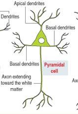 pyramidal cell( 피라미드세포 ) 에서시작된 projection fiber 들이 pyramidal