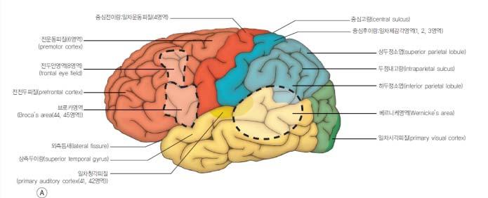 parietal/occipital/temporal lobe 경계에있는