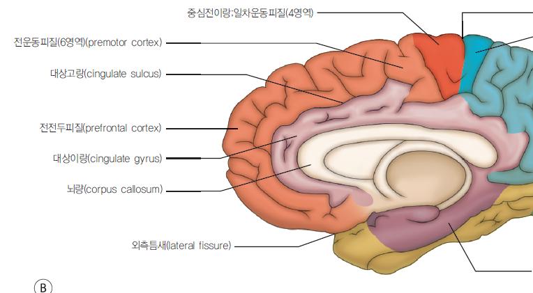 Primary motor cortex( 일차운동피질 ) 반대편신체의명료하고숙련된 fractionated movement( 분별운동 ) 일으킴 Premotor cortex( 전운동피질 ) primary motor cortex 바로앞대뇌반구 lateral surface 대뇌반구 medial surface: