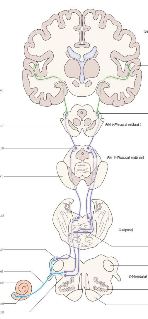 temporal gyrus 윗면에 tonotopical( 주파수대응 ) 배열 thalamus 의 medial geniculate nucleus(