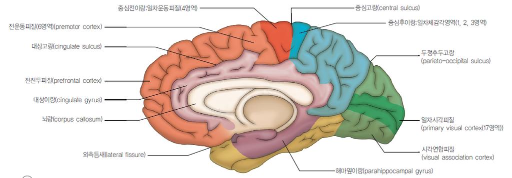 hippocampus 의앞끝과 temporal pole( 측두극 ) 근처위치한 subcortical gray