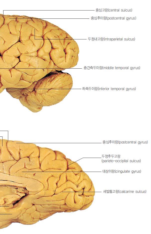 Occipital lobe( 후두엽, 뒤통수엽 ) Lateral