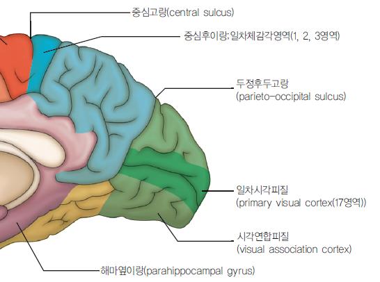 Visual association cortex( 시각연합피질 ) pirmary visual cortex 주위