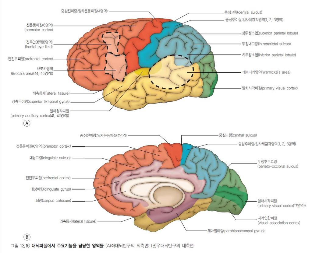 대뇌반구 gyrus( 이랑 ) & sulcus( 고랑 ), lobe( 엽 ) gyrus & sulcus lobe 구분기준 Frontal lobe( 전두엽, 이마엽 ) Parietal