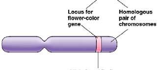 Allele ( 대립유전자 ) Central Dogma ( 센트럴도그마 ) 같은염색체내의동일유전자의다른부위 Each locus on a chromosome has alternative