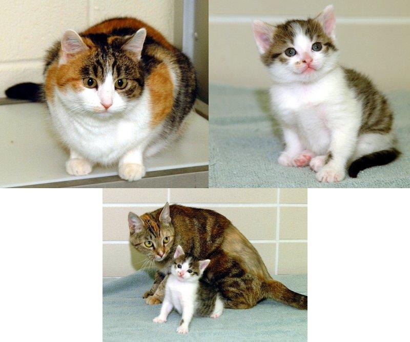 The world s first cloned cat ( 복제고양이 ), Carbon Copy Identical DNA but different phenotypes 사용기술 : SCNT (somatic cell nuclear transfer) 핵이제거된난자에다른체세포핵을이식해생명체만드는기술로복제동물을만들때사용 The genetic mother 친모