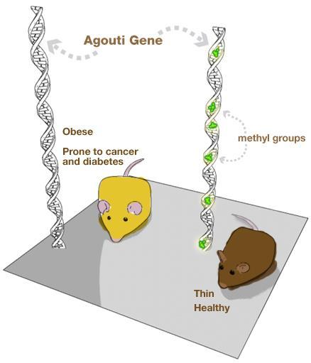 Images from http://learn.genetics.utah.