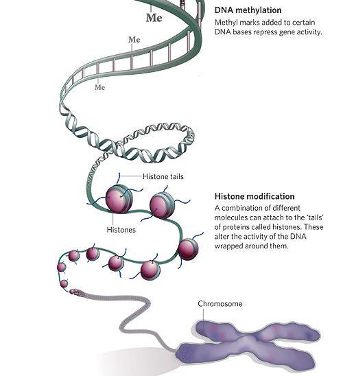 Epigenetic Mechanisms ( 후성유전기작 ) DNA