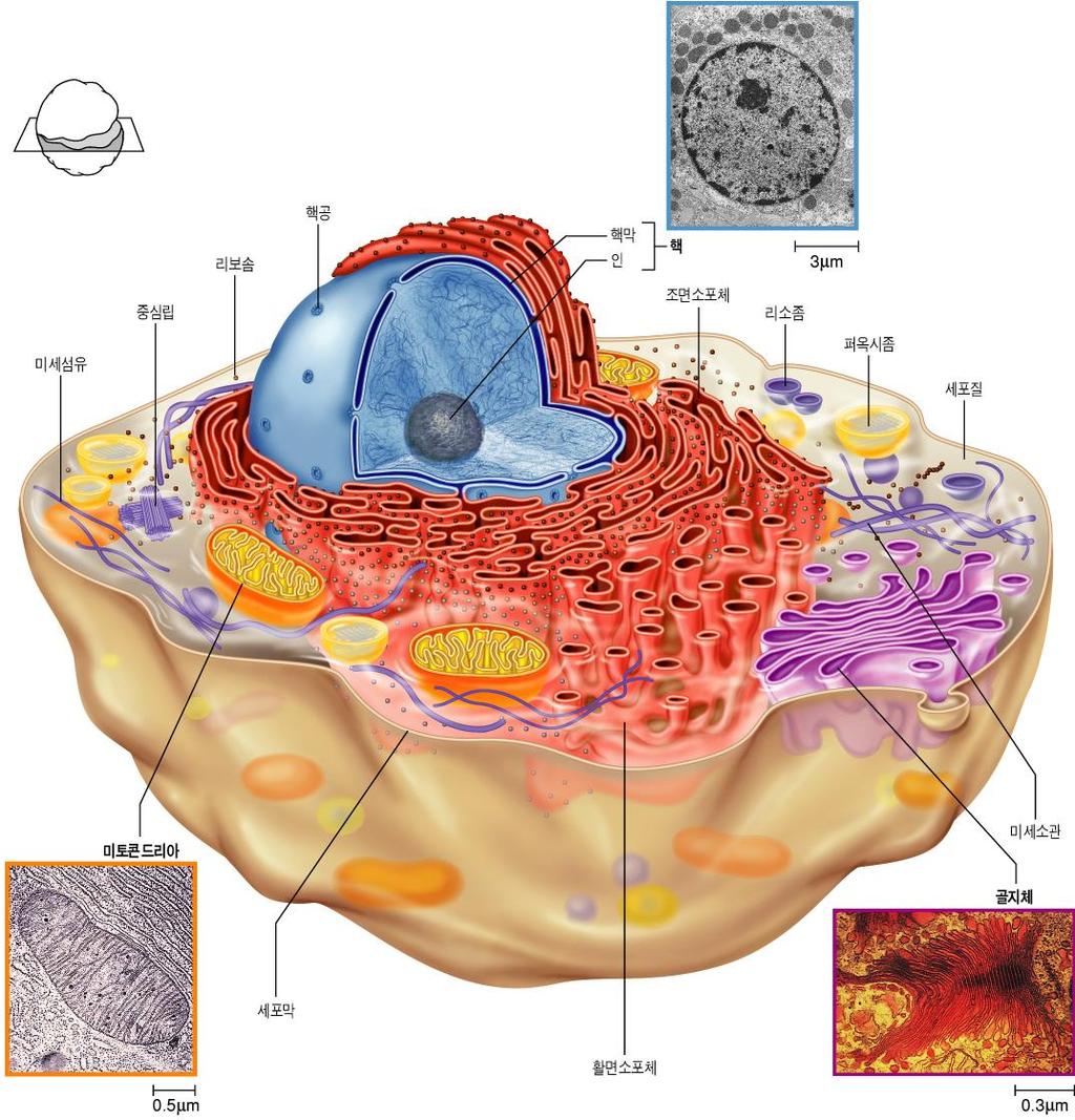 세포 (Cell) 는생명체를구성하는기본단위 동물세포안에있는세포소기관들