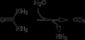 [2] 부패균 [3] 부패에따른화학적변화 (1) 단백질의분해 : peptide aa Ammonia, amine, 지방산, ketonic acid, oxylic acid, aldehyde, alcohol, CO2 탈아미노반응 : 유기산, ammonia 산화적 deamination 환원적 de 불포화적 de