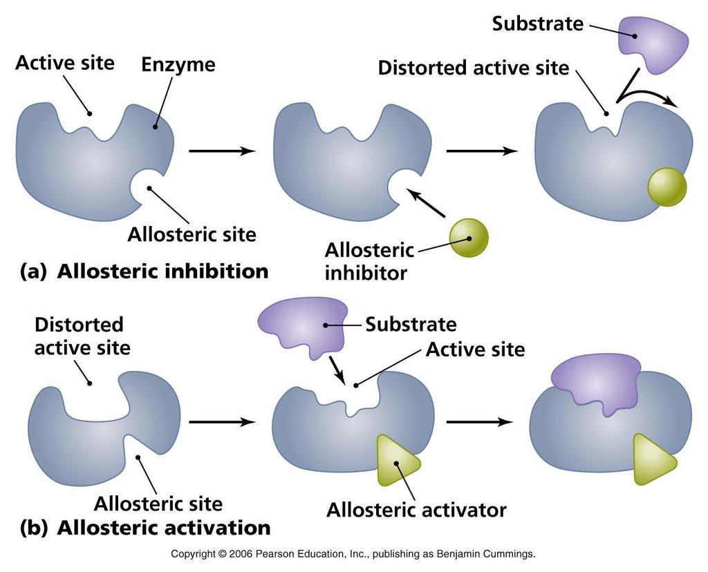 조절효소 (Allosteric enzyme): 조절부위에특이적인대사산물이결합하면,