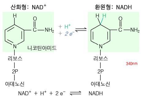 조효소 (coenzyme) NAD +