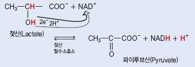 산화환원효소 (oxidoreductase) 산화-환원반응을촉매하는효소 탈수소효소 (dehydrogenase)