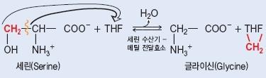 전이효소 (trasnferase) 화학군 ( 아세틸시, 메틸기, 인산기등 )