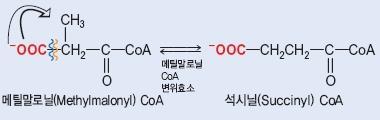 이성질화효소 (isomerase) 이성질화반응을촉매하는효소 분자식은같으나원자사이의결합이다른이성질체형성