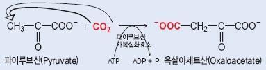 연결효소 (ligase) 2 개의기질을연결하는반응을촉매하는효소