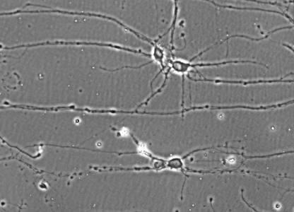 Reaction of Neuron to Grating 50 μm <Hippocampal