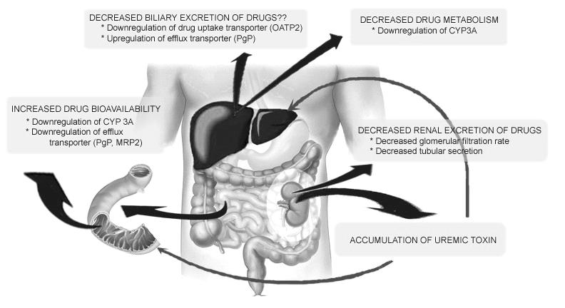 맞춤진료 Effects of Elimination GFR, renal tubular secretion, absorption 에따라 renal excretion 이결정됨 Biologic active or toxic metabolites 가축적될수있음 Meperidine 이 normeperidine 으로 biotransformation 된후신기능저하시축적되어