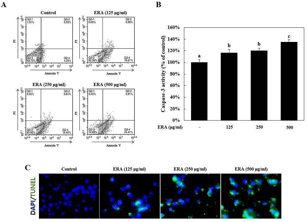 韓資植誌 KoreanJ. Plant Res. 31(2) : 102~108(2018) Fig. 3. ERA induced caspase-3 activation and DNA fragmentation during apoptotic cell death in HCT-116 cells. ERA; ethanol extract of Rubiae radix.
