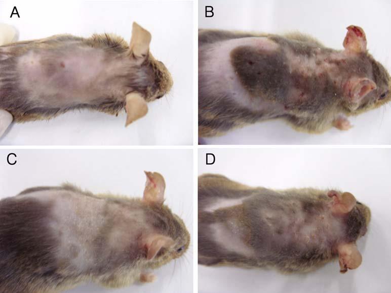 50 Moon-Jae Choi et al. Figure 1. Gross lesions of NC/Nga mouse skin. A: Normal control, B: TNCB induced control, C: Luteolin liposome solution, D: Luteolin. ƒ. k w (Table 5, Figure 3).