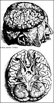 뇌의연구 (16 세기 ; 르네상스 ) 바셀리우스