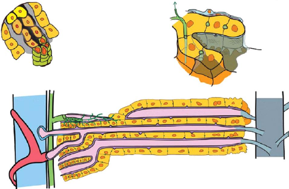 128 서검석. 질병치료제로서줄기세포의특성 Fig. 1. Structure of the hepatic lobule. The portal triad consists of bile ducts, hepatic artery, and portal vein.
