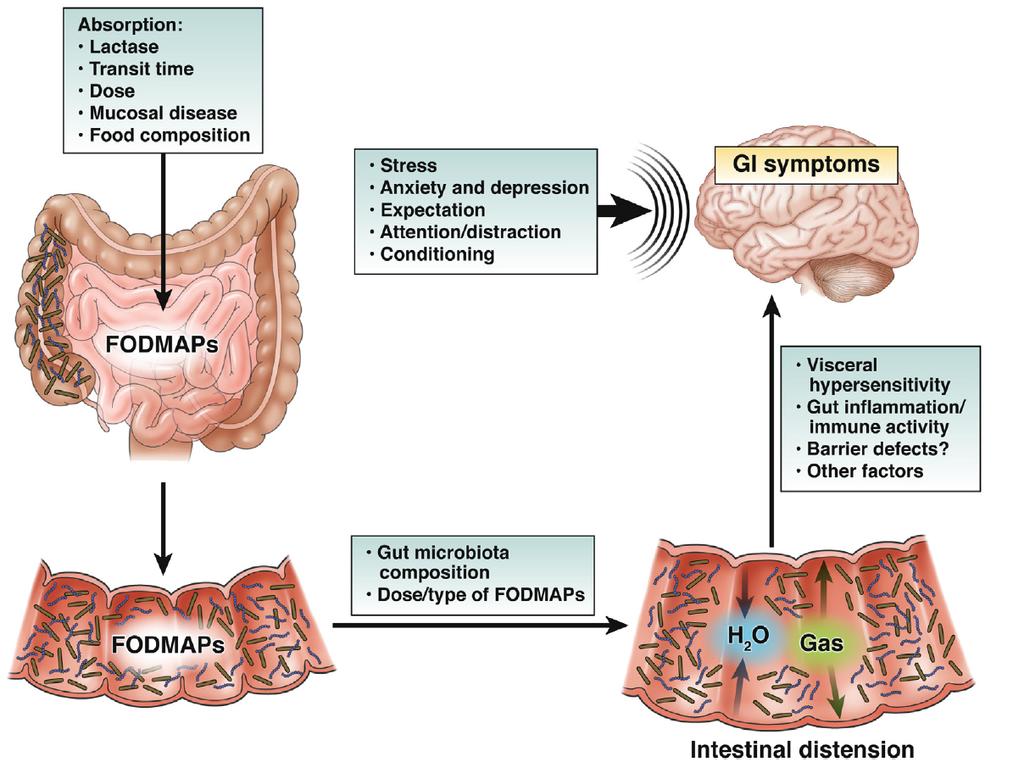 Hyun Jin Kim. What is the FODMAP? Figure 1. Pathophysiologic mechanism of gastrointestinal symptoms for FODMAPs intake [5].