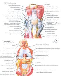 bone, and periarticular muscles Causes of OA Biomechanical stress affecting articular cartilage and