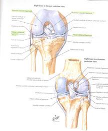 ? 관절의구성 뼈 : 기둥 관절 : 뼈와뼈가만나는곳 연골 : 물렁뼈 ( 도가니 ) 인대 : 관절이어긋나지않게.