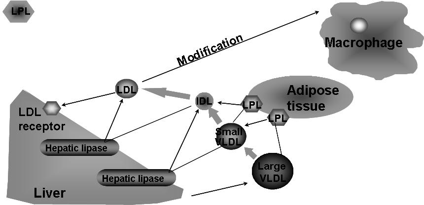 대한내분비학회지 : 제 21 권제 2 호 2006 Fig. 1. Endogenous pathway of lipid metabolism.