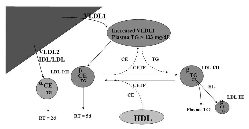 CE, cholesteryl ester; CETP, cholesterol ester transfer protein; HDL, high-density lipoprotein; IDL, intermediate-density lipoprotein; LDL, low-density lipoprotein; LPL, lipoprotein lipase; TG,