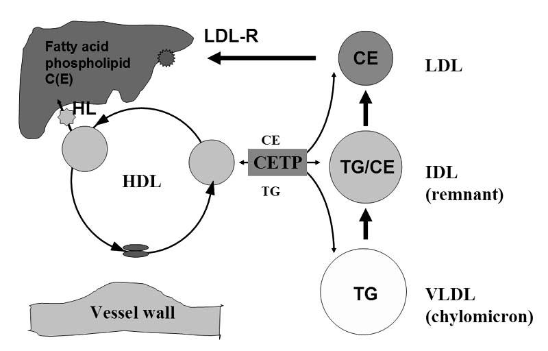 조홍근 : 당뇨병과지질대사이상 A B C apoa-i amphipathic alpha-helix FC PL Fig. 3. Structure of high-density lipoprotein. FC, free cholesterol; PL, phospholipid. Fig. 4.