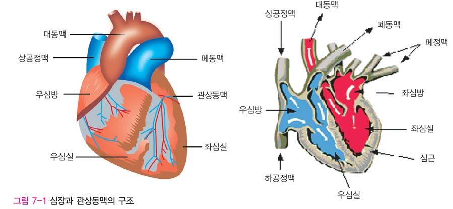 1) 심장의구조와기능 (1)
