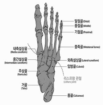 6) 발가락에뚜렷한장해를남긴때 라함은첫째발가락의경우에중족지관절과지관절의굴신 ( 굽히고펴기 ) 운동범위합계가정상운동가능영역의 1/2