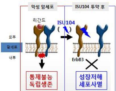 한국형바이오비즈니스이수앱지스모델 29 ErbB3 표적항암제 ISU-104 ISU-104 가타겟으로하는 ErbB3 는기존 ErbB1(EFGR), ErbB2(HER-2) 표적치료제의내성을극복하는작용메커니즘을가지고있다.
