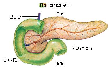 췌장의기능 내분비샘 : 랑게르한스섬의 α, β,