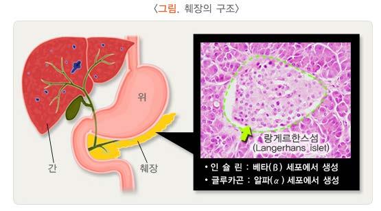 glucagon분비 β-cell : 인슐린분비