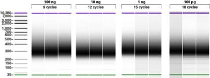 High Fidelity PCR 효소 - NGS targeted sequencing, Cloning 에추천 High Fidelity PCR 효소, 왜 PrimeSTAR GXL DNA Polymerase 일까요?