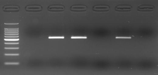 3 에서는혈액, 동 식물조직등생체시료의 direct PCR 성능이향상되었다. 또한일반적으로 DNA 정제가필요한혈액, 구강점막, 식물의잎등을도포한 FTA 카드, NucleoCard, 종이의 direct PCR 도가능하다.