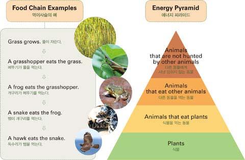 The Ecological Pyramid and Energy Pyramid 에너지는다음영양단계로약 10% 효율로전달. Source: http://ejad.best.vwh.