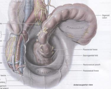 곧창자 (rectum) 와항문관 (anal