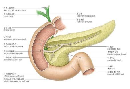 ), 온쓸개관 (common bile duct), 위샘창자동맥 (gatroduodenal a.