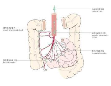 (anastomosis) 온쓸개관이열리는샘창자부근에서일어남 복강동맥과위창자간막동맥사이의연결이일어남 샘창자의정맥