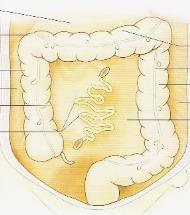 2) Breath of mesentry (root intestinal border): 20cm 3) Root of mesentry: 15 cm, D-J junction(l2) I-C junction (Rt.