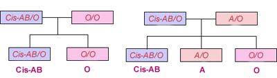 Cis-AB 형 혈액형의유전우리아이가아니예요.