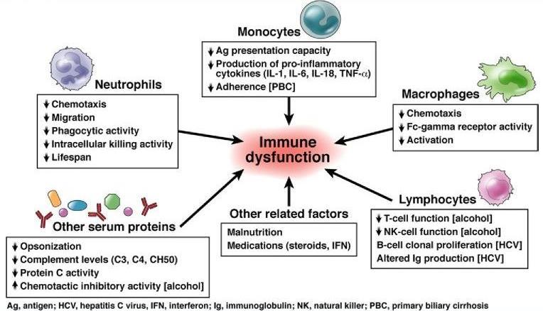Cirrhosis Associated Immune Dysfunction