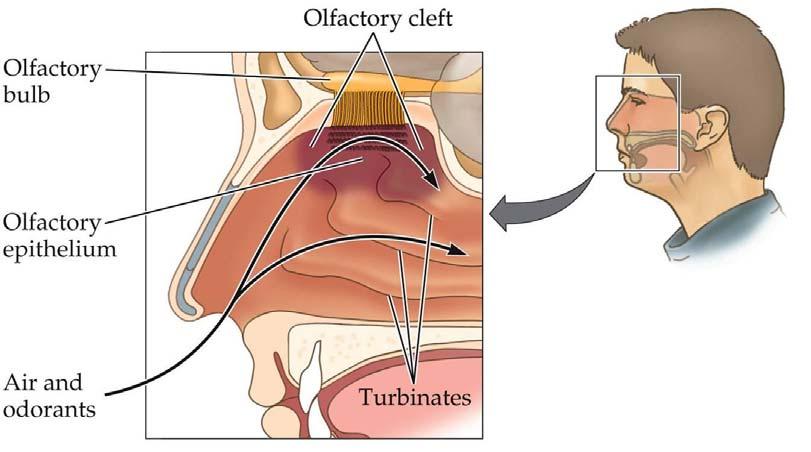 근육긴장도의감소, 연하근육의기능장애, 자연치아의결손으로저작운동의효율성저하 45 10 노화로인한후각의변화 1 후각신경말단 (olfactory nerve endings)